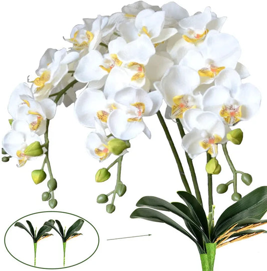 Beleza única das orquides, elegância e sofisticação: MysticMoth Orchids.