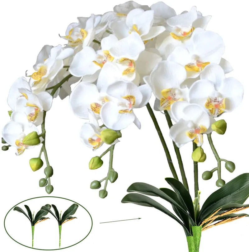 Beleza única, elegancia y sofisticação: Orquídeas 